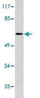 Anti-ENTHD1 Rabbit Polyclonal Antibody