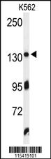 Anti-TJP1 Rabbit Polyclonal Antibody