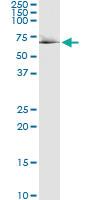 Anti-RDX Polyclonal Antibody Pair