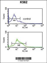 Anti-TJP1 Rabbit Polyclonal Antibody