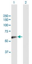 Anti-SLC13A3 Mouse Polyclonal Antibody