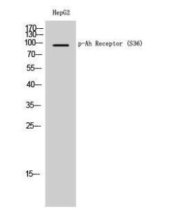 Western blot analysis of HepG2 cells using Anti-AhR (phospho Ser36) Antibody