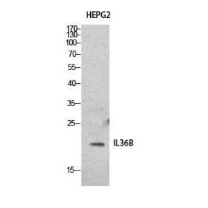 Anti-IL36 beta Rabbit Polyclonal Antibody