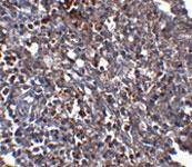 Anti-ORAI1 Mouse Monoclonal Antibody [clone: 6D11A11]