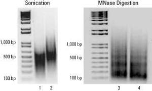 Accessories for Agarose ChIP kit, Pierce™