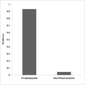 ELISA for immunogen phosphopeptide (left) and non-phosphopeptide (right) using Anti-AhR (phospho Ser36) Antibody