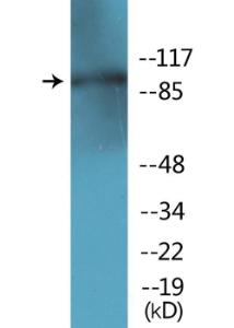 Western blot analysis of lysates from HepG2 cells using Anti-AhR (phospho Ser36) Antibody