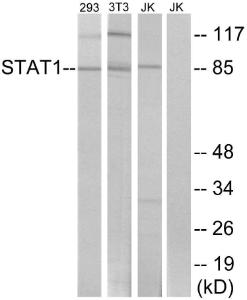 Antibody anti-STAT1 A95777-100 100 µg