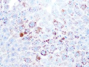 Immunohistochemistry analysis of paraffin-embedded mouse liver using Anti-Cathepsin L/V/K/H Antibody [ARC1276] (A305481) at a dilution of 1:100 (40x lens) Perform microwave antigen retrieval with 10 mM PBS buffer pH 72 before commencing with IHC staining protocol