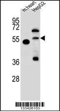 Anti-NOSTRIN Rabbit Polyclonal Antibody