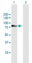 Anti-SP110 Mouse Polyclonal Antibody