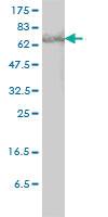 Anti-STAT3 Mouse Monoclonal Antibody [clone: 1D11-2A11]