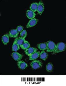 Anti-CD46 Rabbit Polyclonal Antibody