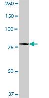 Anti-SP110 Mouse Polyclonal Antibody