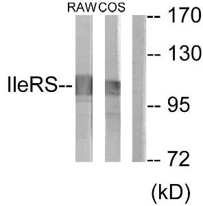 Western blot analysis of lysates from RAW264.7 and COS7 cells using Anti-IARS2 Antibody. The right hand lane represents a negative control, where the Antibody is blocked by the immunising peptide