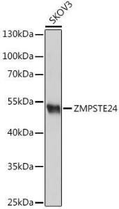 Western blot analysis of extracts of SKOV3 cells, using Anti-ZMPSTE24 Antibody (A305482) at 1:1,000 dilution. The secondary antibody was Goat Anti-Rabbit IgG H&L Antibody (HRP) at 1:10,000 dilution.