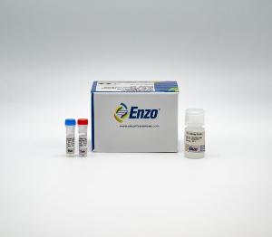 ER-ID® Red assay kit (GFP-CERTIFIED®)