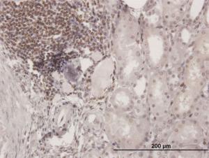 Anti-SP110 Mouse Polyclonal Antibody