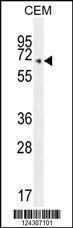 Anti-COX10 Rabbit Polyclonal Antibody (APC (Allophycocyanin))