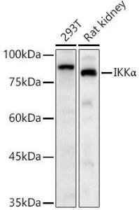 Western blot analysis of various lysates, using Anti-IKK alpha Antibody (A11508) at 1:2,000 dilution The secondary antibody was Goat Anti-Rabbit IgG H&L Antibody (HRP) at 1:10,000 dilution Lysates/proteins were present at 25 µg per lane