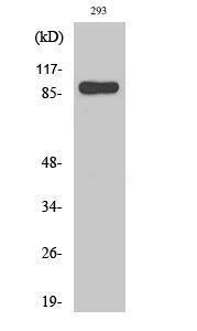 Antibody anti-STAT1 A95777-100 100 µg