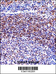 Anti-IL32 Rabbit Polyclonal Antibody (APC (Allophycocyanin))