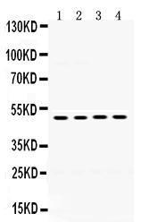 Anti-MYCN Rabbit Polyclonal Antibody