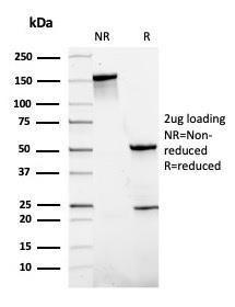 Anti-SLAMF7 Mouse Monoclonal Antibody [clone: SLAMF7/3649]