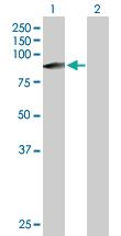 Anti-ZFYVE1 Mouse Polyclonal Antibody