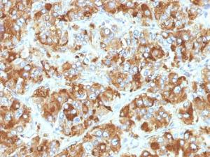 Anti-Chromogranin A Mouse Monoclonal Antibody [clone: CHGA/798]