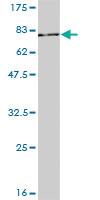 Anti-STAT3 Mouse Monoclonal Antibody [clone: 1D11-2A11]