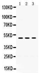 Anti-OMG Rabbit Polyclonal Antibody