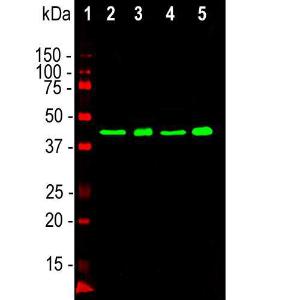 Western blot analysis of whole brain lysates and nuclear extract from whole brain using Anti-TARBDP Antibody [3H8] (A85389), at a dilution of 1:2,000, in green