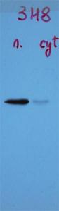 Western blot analysis of crude extract of mouse brain nuclear fraction (left lane) and cytoplasmic fraction (right lane) probed with Anti-TARBDP Antibody. There is a strong clear band in the nuclear preparation running at 43 kDa, and a much more minor band in the cytoplasmic fraction