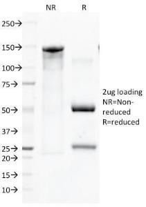 Antibody anti-CD45 136-4B5 100 µg