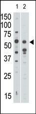 Anti-SIGLEC7 Rabbit Polyclonal Antibody (FITC (Fluorescein))