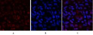 Antibody anti-STAT1 A95777-100 100 µg