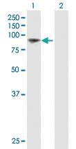 Anti-AMOT Mouse Polyclonal Antibody