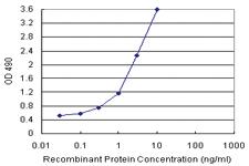 Anti-ZNF259 Polyclonal Antibody Pair