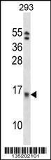 Anti-EIF1B Rabbit Polyclonal Antibody (PE (Phycoerythrin))