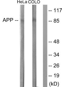 Western blot analysis of lysates from HeLa and COLO205 cells using Anti-Amyloid beta A4 Antibody. The right hand lane represents a negative control, where the antibody is blocked by the immunising peptide