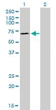 Anti-SP110 Mouse Monoclonal Antibody [clone: 8C8]