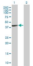 Anti-PANK1 Mouse Polyclonal Antibody