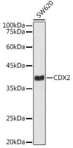 Anti-CDX2 Rabbit Monoclonal Antibody [clone: ARC3070]