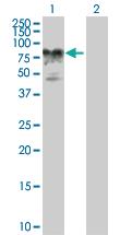 Anti-AMOT Mouse Polyclonal Antibody