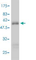 Anti-KCNIP3 Mouse Polyclonal Antibody