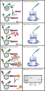 Biotinylated-protein interaction pull down kit, Pierce™