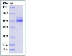 Recombinant Human TIGIT Protein