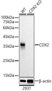 Anti-CDX2 Rabbit Monoclonal Antibody [clone: ARC3070]