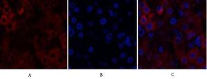 Antibody anti-STAT1 A95777-100 100 µg